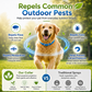 ⏰LIMITED TIME 50% OFF!🔥 Natural Essential Oil Pet Pest Repellent Collar - Adjustable Fit & Lightweight